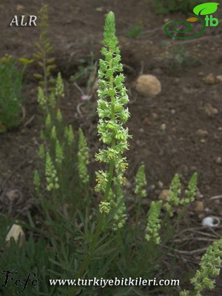 var. lutea