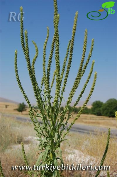 Mihalıççık-Eskişehir