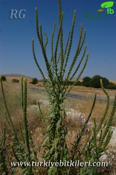 Mihalıççık-Eskişehir
