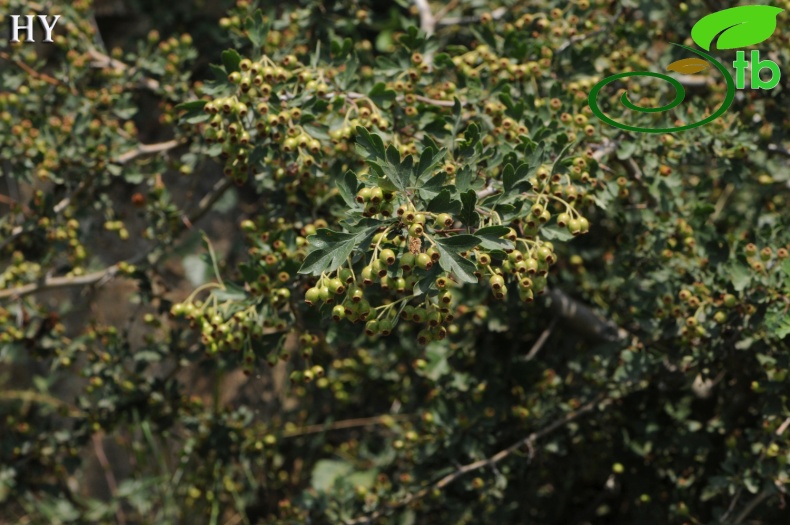 var monogyna- İzmir