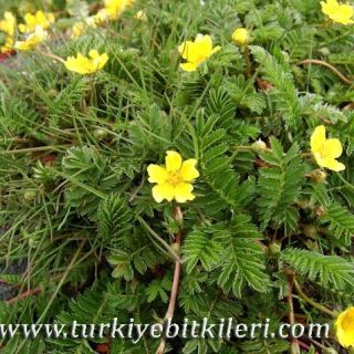 Posof-Ardahan