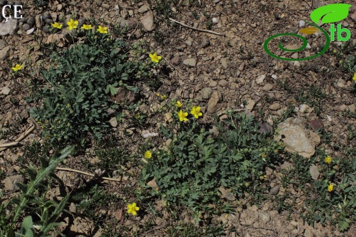 Hakkari