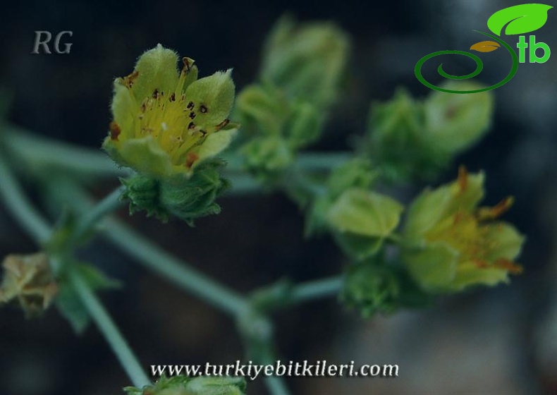 var speciosa-Aladağlar-Niğde