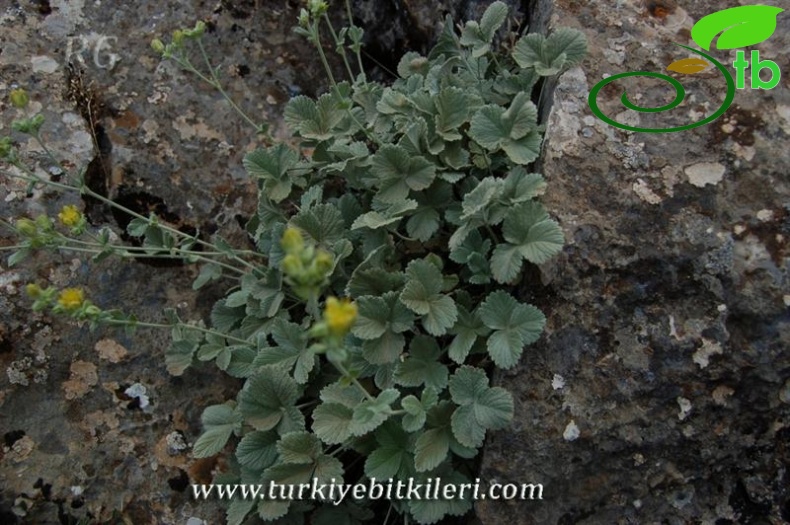 var speciosa-Aladağlar-Niğde