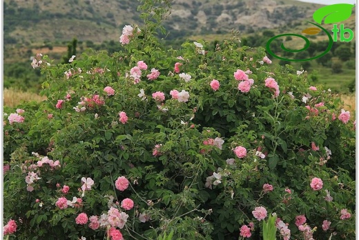 Mardin