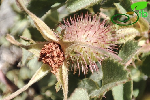 Gazipaşa