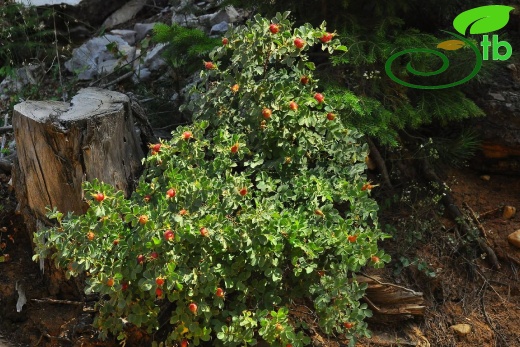 Gazipaşa