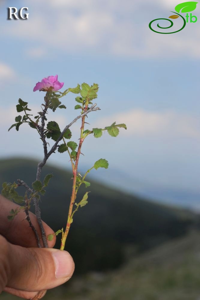 Göktepe-Muğla