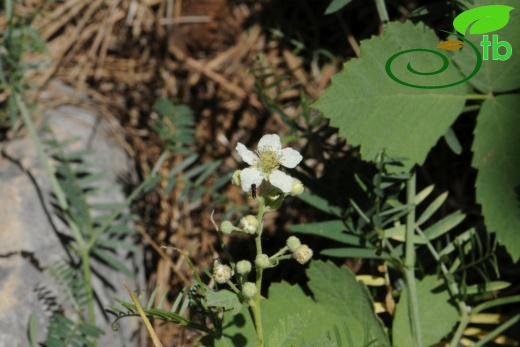 var. canescens- İzmir