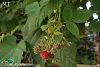 subsp. idaeus-İstanbul