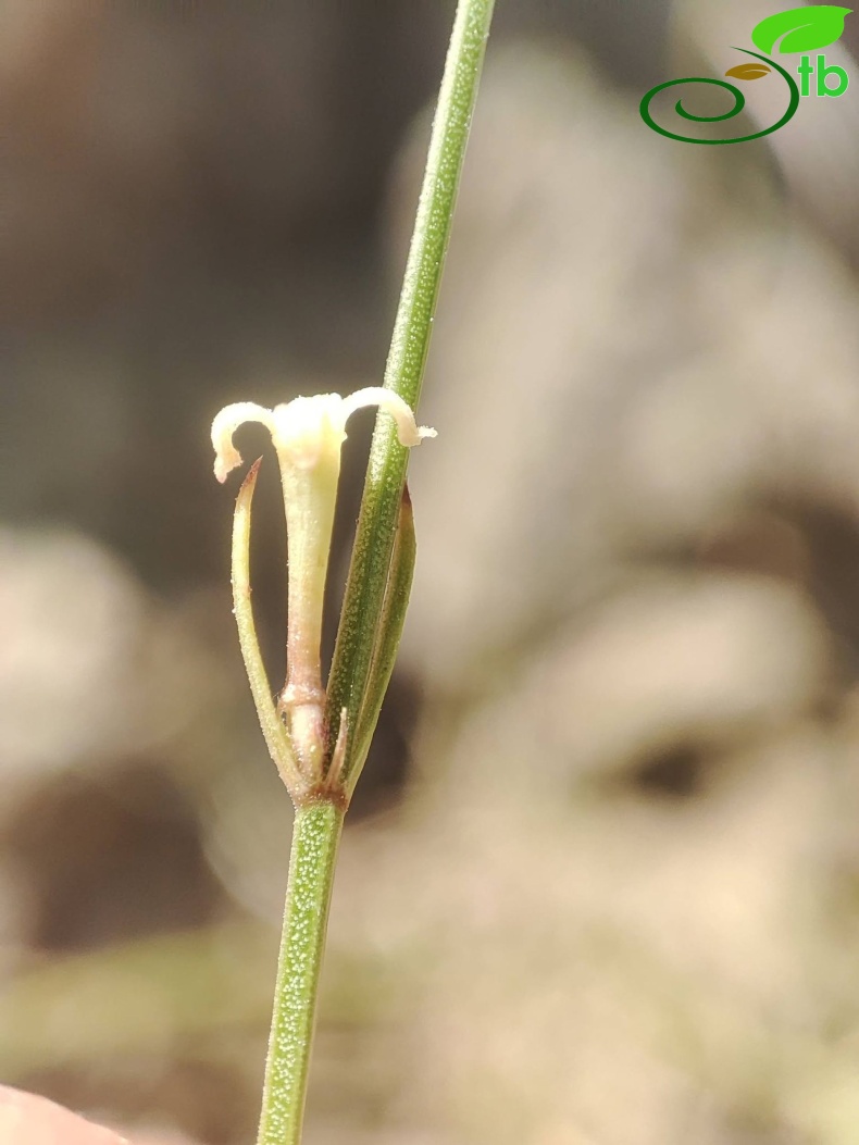 Gazipaşa