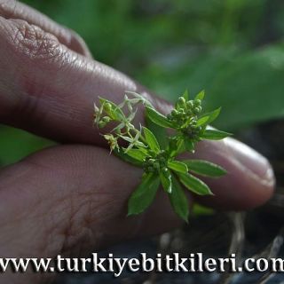 ssp brevifolium-Marmaris