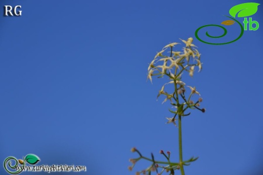 ssp brevifolium-Datça