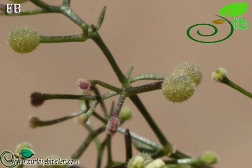 ssp brevifolium-Fethiye-Muğla