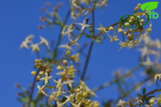 ssp brevifolium-Datça