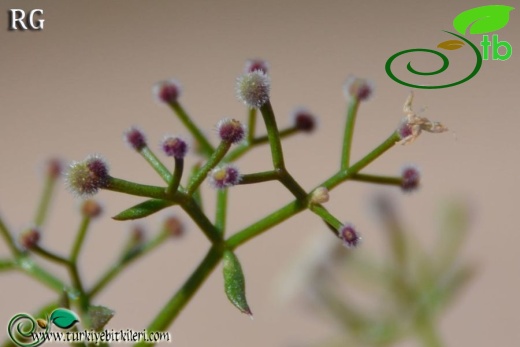 ssp brevifolium-Datça