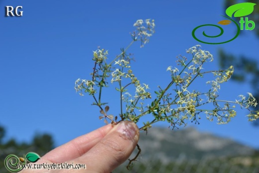 ssp brevifolium-Datça