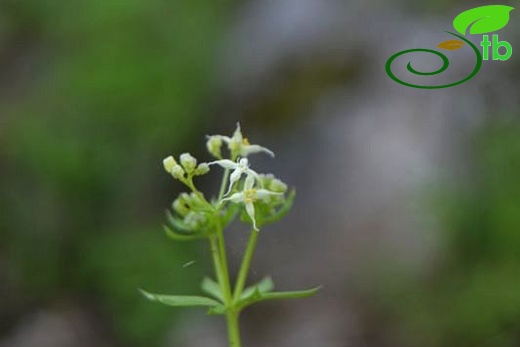 ssp brevifolium-Marmaris