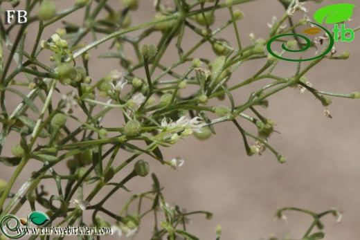 ssp brevifolium-Fethiye-Muğla