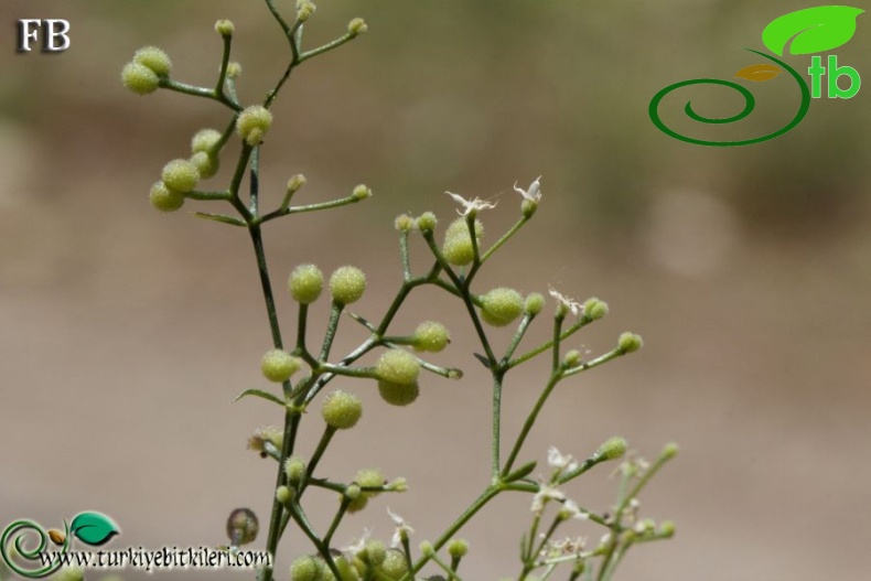 ssp brevifolium-Fethiye-Muğla