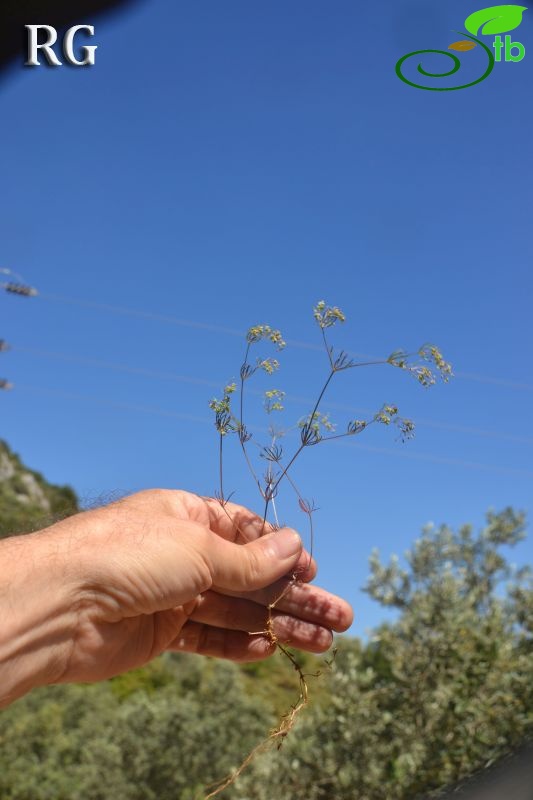 subsp. floribundum- Datça