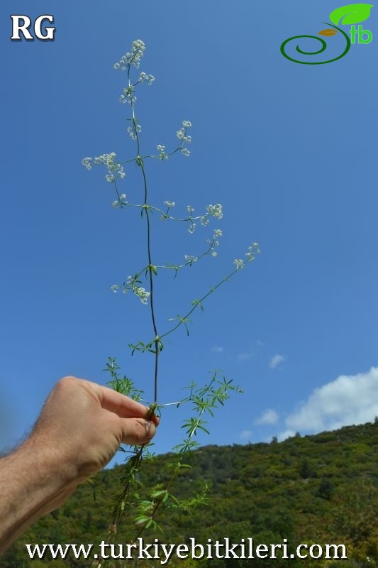 Datça-Muğla