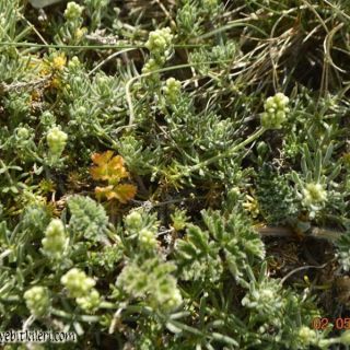 ssp libanoticum-Hatay