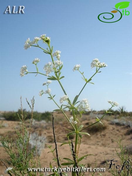 var. elongatum-İtalya