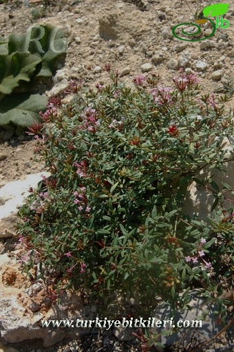 Samandağı-Hatay