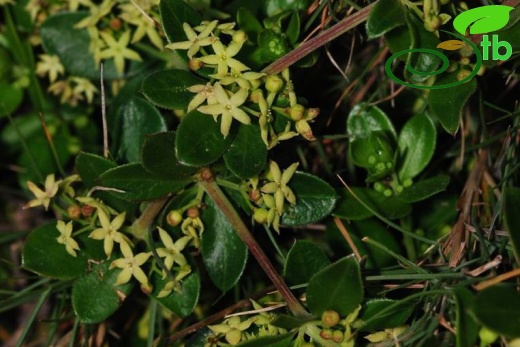 ssp tenuifolia-Samos adası