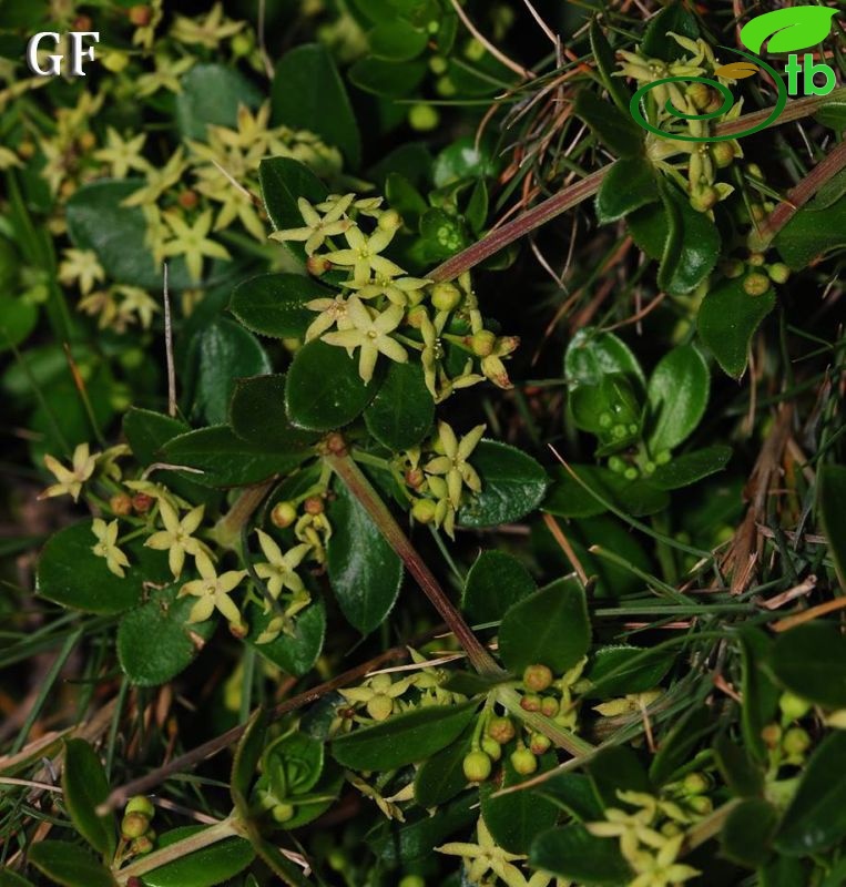 ssp tenuifolia-Samos adası