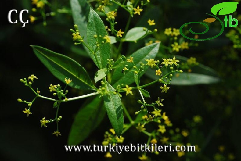 Kütahya