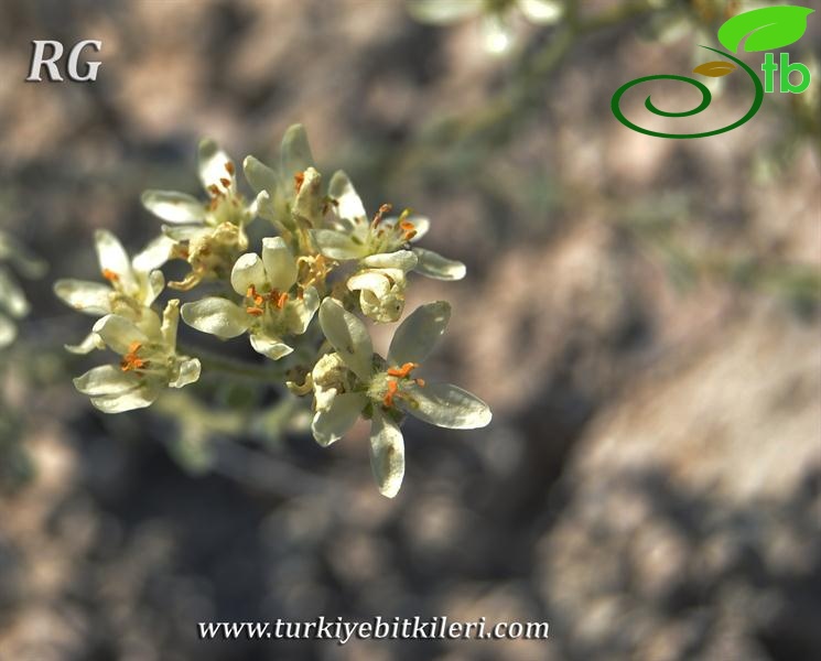 Sivrihisar-Eskişehir