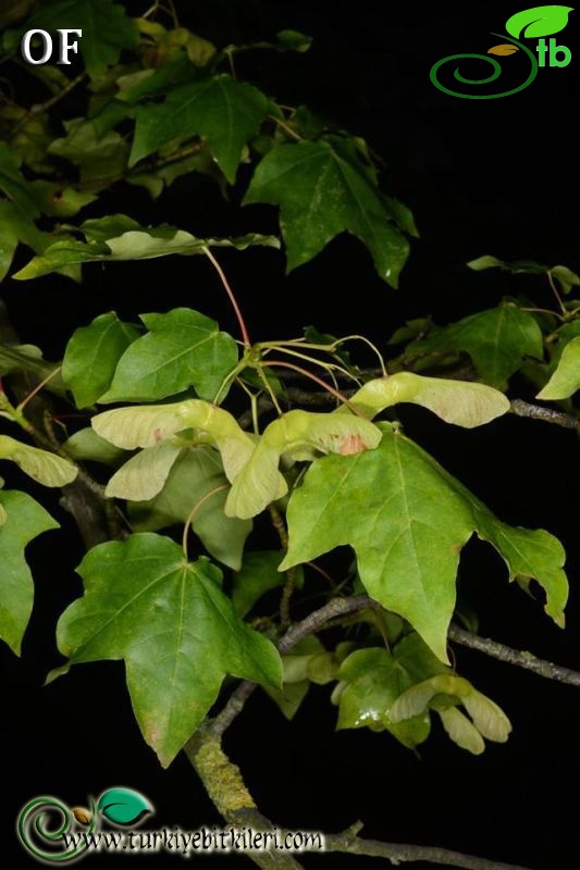 Ssp cappadocicum-Rize