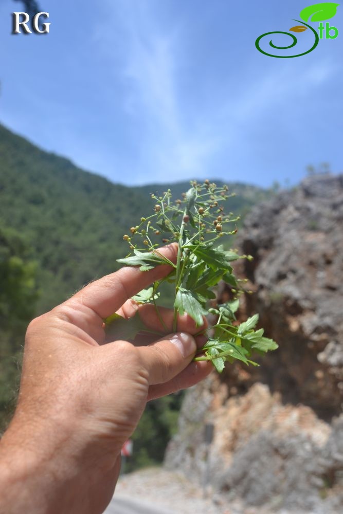 Ula-Muğla