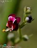 var. decipiens-Hatay