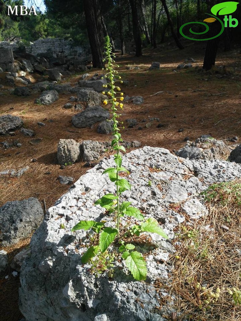 Antalya