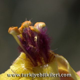 var lydium-Datça-Muğla