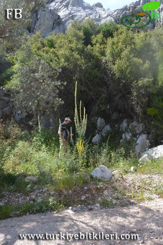 var lydium-Datça-Muğla