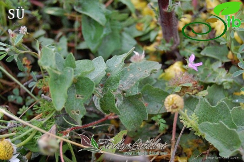 var. nudatum-Izmir