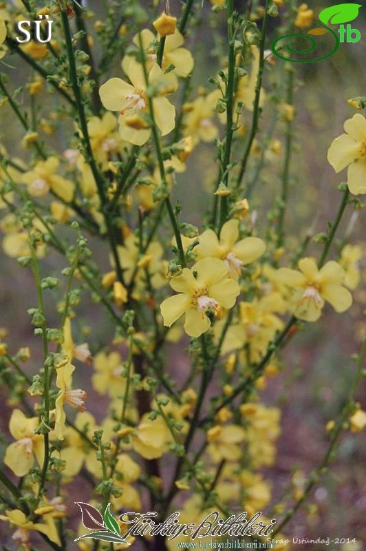 var. nudatum-Izmir