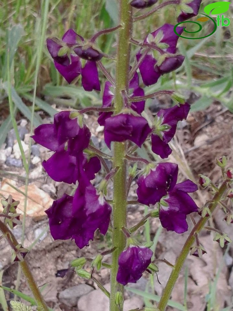 Kırklareli