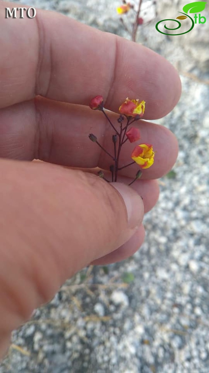 subsp. dudleyanum-Salda gölü