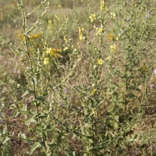 ssp sinuatum var. sinuatum