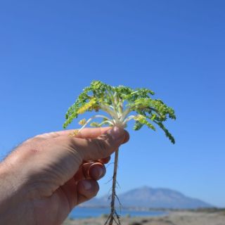 Datça-Muğla