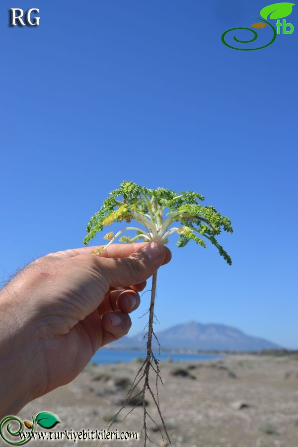 Datça-Muğla