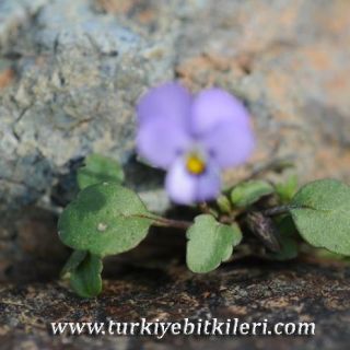 Fethiye-Muğla