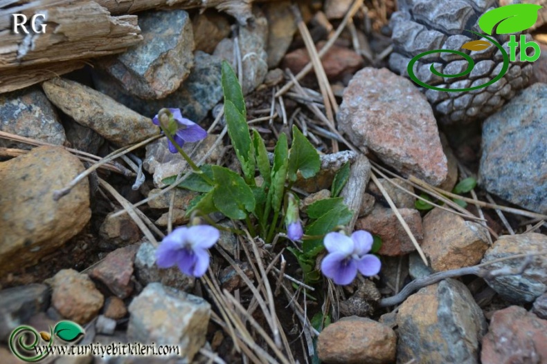 Sandras dağı-Köyceğiz