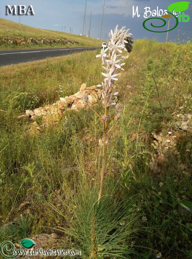 subsp. gigantea-Şanlıurfa