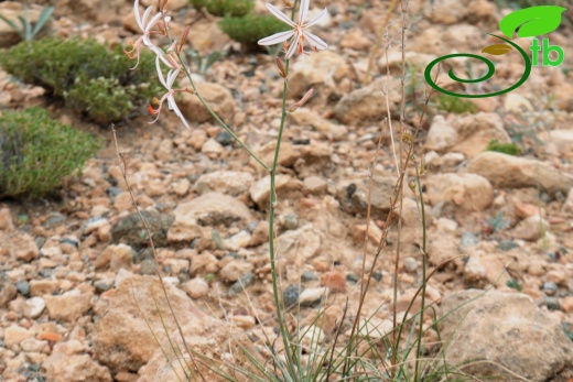 subsp. tenuiflora var. tenuiflora- Malatya